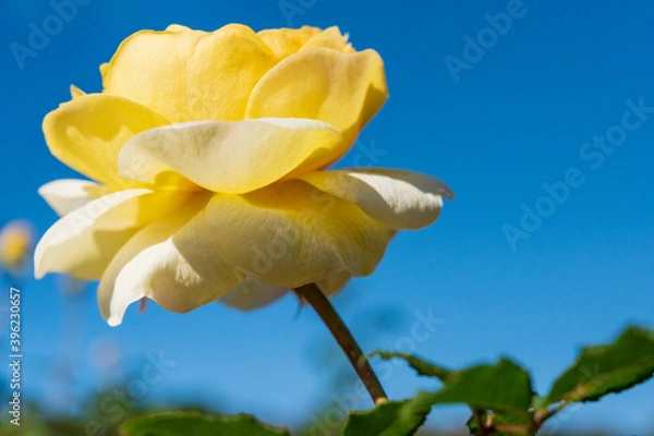 Fototapeta 青空と黄色のバラ