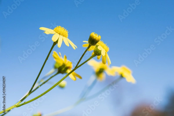 Fototapeta ナルトサワギク（キク科）