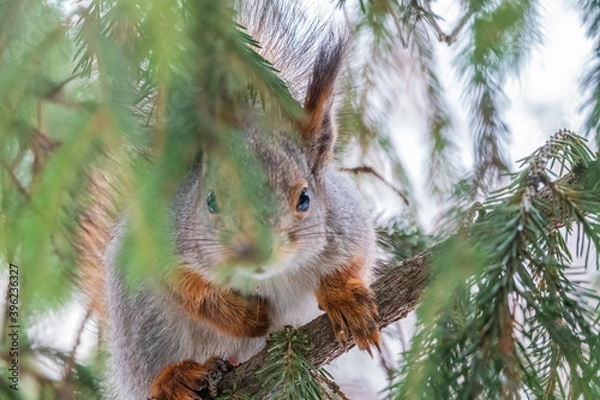 Obraz The squirrel with nut sits on a fir branches in the winter or late autumn