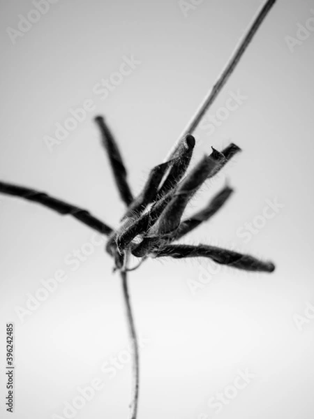Obraz seed pods
