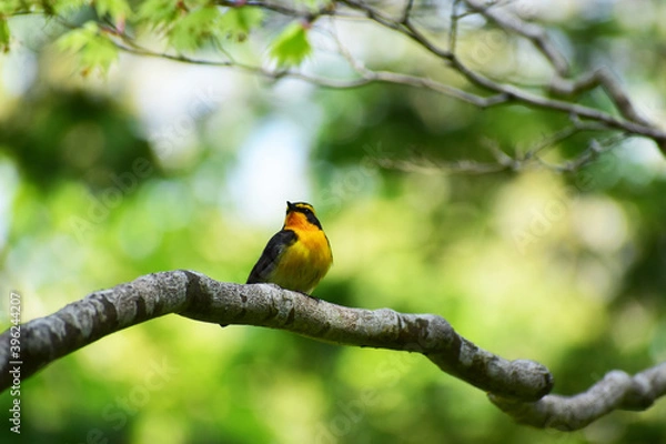 Obraz モミジの太い枝に止まるキビタキ