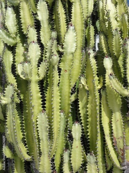 Obraz cactus
