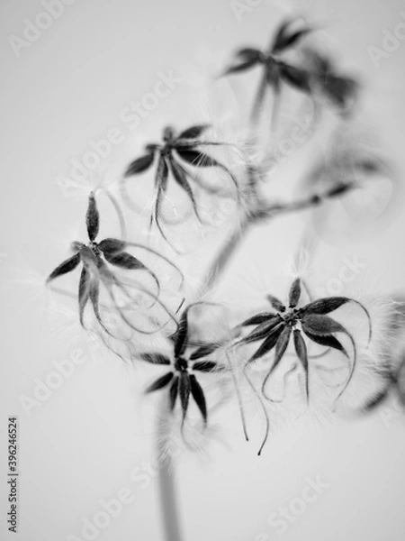 Obraz seed pods