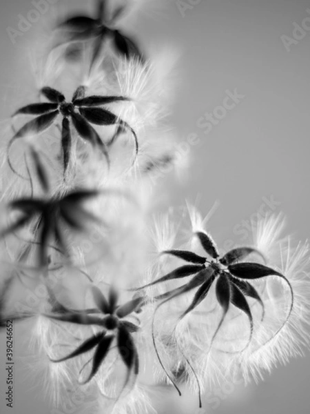 Fototapeta seed pods