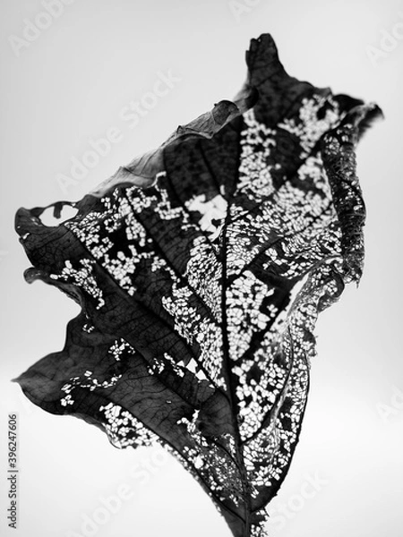 Fototapeta fallen leaves