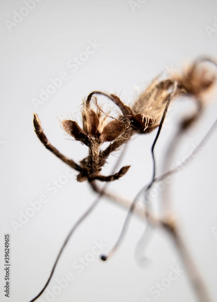 Obraz seed pods