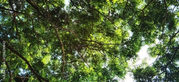 Fototapeta Lush tamarind trees on the side of the road