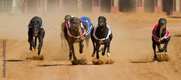 Obraz racing greyhounds
