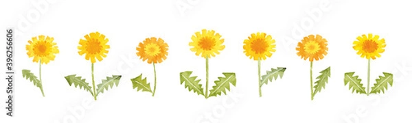 Obraz たんぽぽ　水彩イラスト　春の花