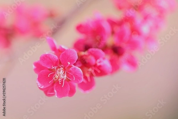 Obraz 美しいピンクの梅の花