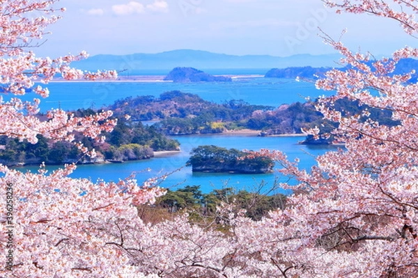 Obraz 満開の桜と松島湾の眺望