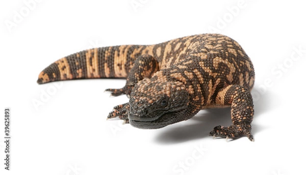 Obraz Gila monster - Heloderma suspectum, poisonous