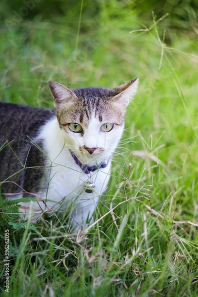 Obraz Close up Thai tabby cat with purple collar standing in the grass. Portrait female cat looking forward in the meadow.