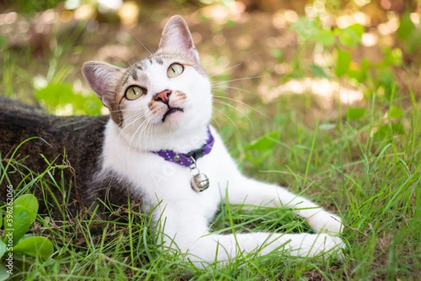 Fototapeta Close up Thai tabby cat looking up ready to play. Portrait female cat with purple collar lying down on the grass.