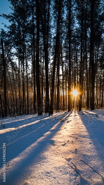 Fototapeta winter evening in the forest with long shadows from the trees, sunset