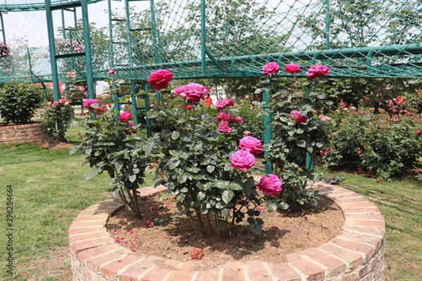Fototapeta beautiful landscape of a bush of colorful roses in a garden with clear sky background
