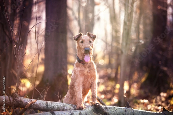 Obraz Close-up portrait of an Irish Terrier. Looks at the camera.