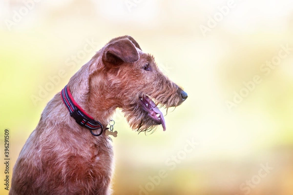 Obraz Close-up portrait of a young Irish Terrier