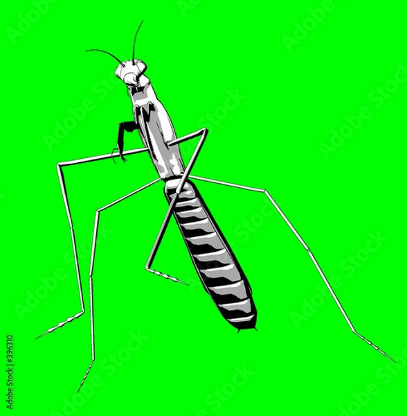 Fototapeta praying mantis 4