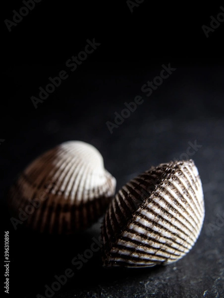 Obraz seashell
