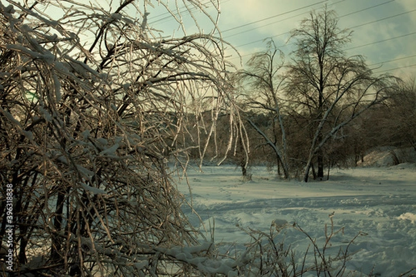 Fototapeta bushes and trees bent under the weight of the ice