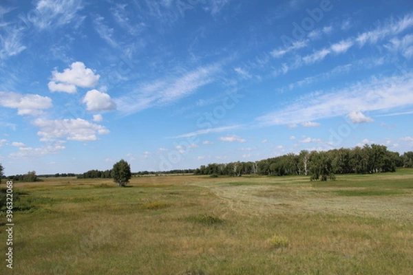 Fototapeta tree in the field