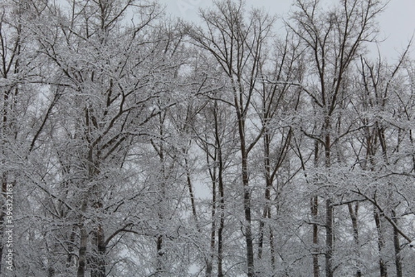 Fototapeta snow covered trees