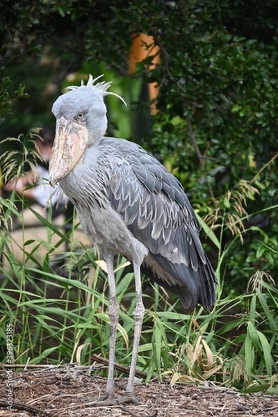 Obraz 優雅にたたずむ動かない大きな鳥、ハシビロコウ