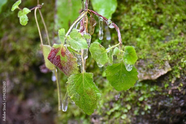Obraz Blätter im Winter