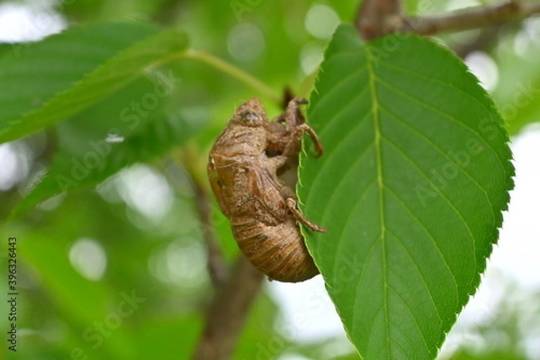 Obraz セミの抜け殻