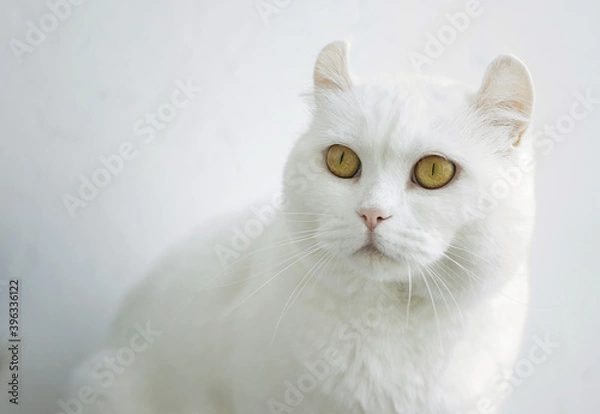 Fototapeta The white cat with yellow round eyes sitting. Image with selective focus and toning. Image with noise effects. Focus on the eyes.