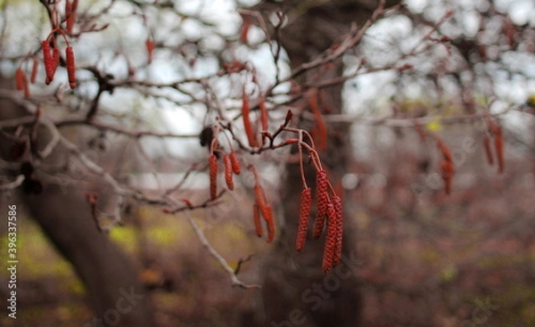 Obraz Strączki jesienne