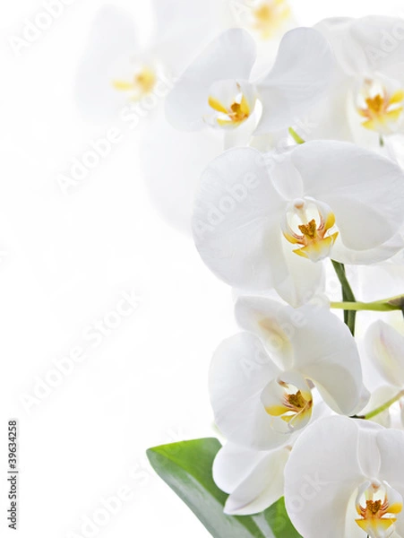 Fototapeta White orchid