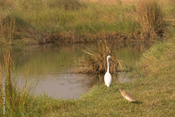 Obraz great crested grebe