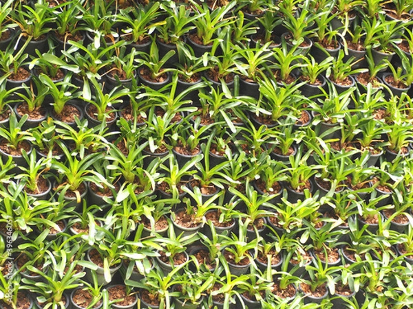 Obraz Many plants are arranged in pots in rows.