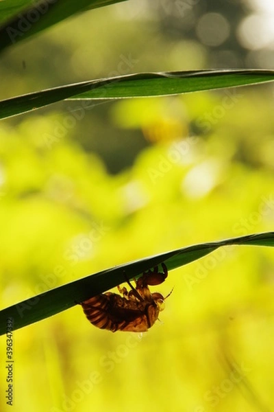 Fototapeta 蝉の抜け殻