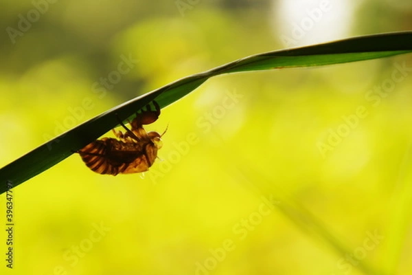 Fototapeta 蝉の抜け殻