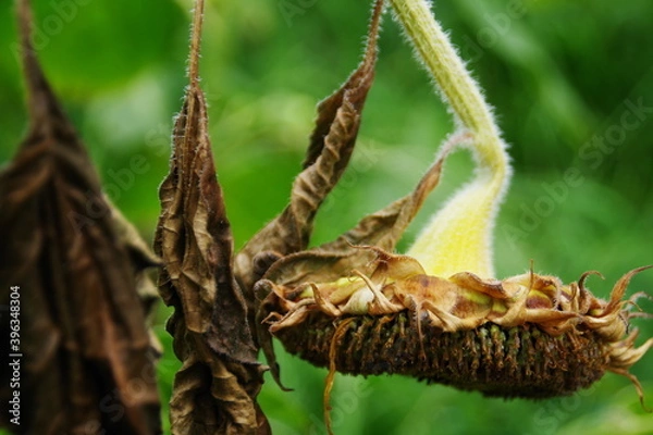 Fototapeta 枯れてうつむいたヒマワリの花