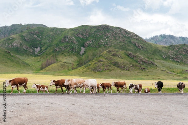 Obraz Photo of a Mountain summer Landscape. Travel location of popular tourist attraction. View of beautiful nature. Grassy field, hills and cows on cloudy sky background.