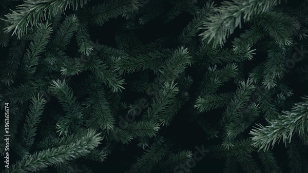 Obraz Christmas tree - conifer backround I.