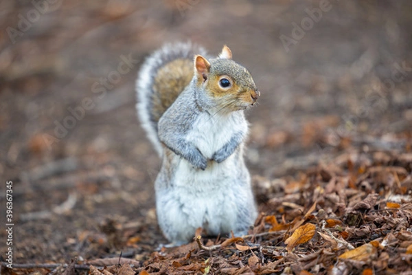 Obraz Squirrel standing in the Park