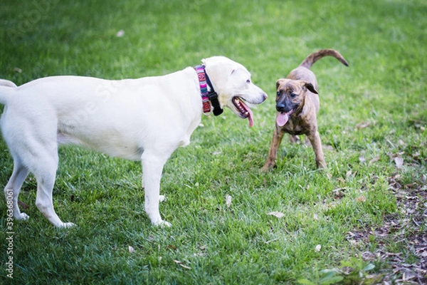 Obraz two dogs playing