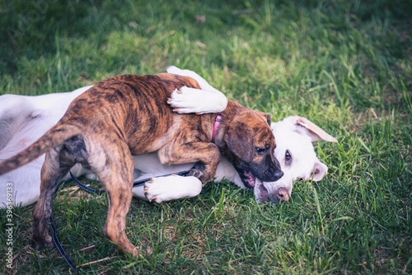 Obraz Two dogs playing