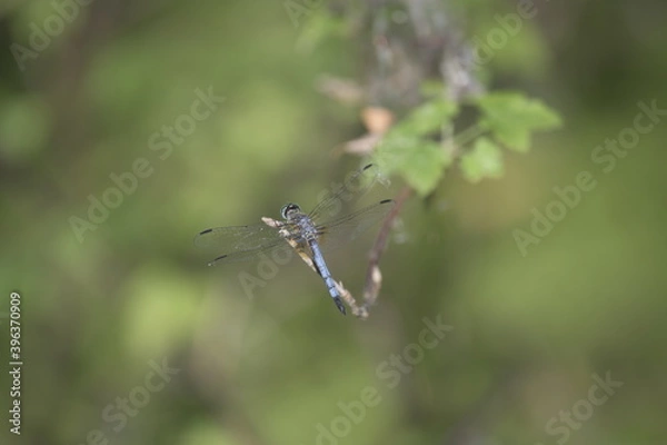 Fototapeta Dragonflies in spring