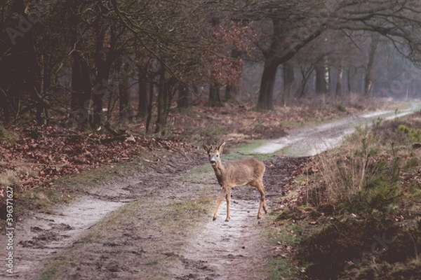 Obraz deer in the forest