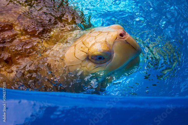 Obraz Tartaruga albina 