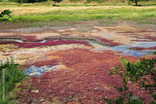 Obraz Die Salzquellen bei Sülldorf