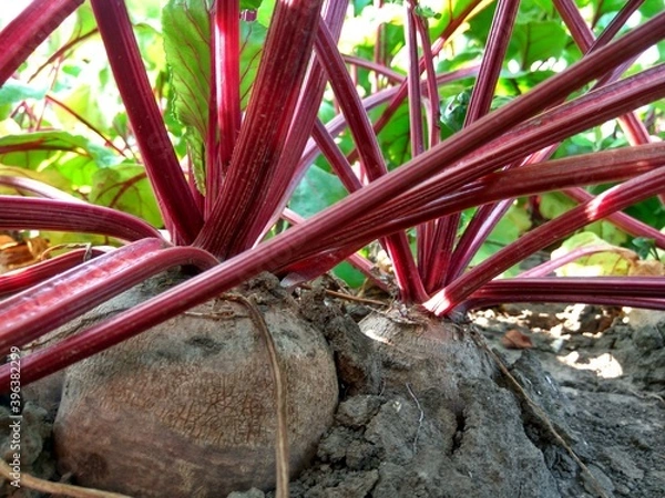 Obraz Beetroot in the garden close-up