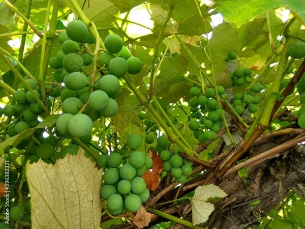 Fototapeta Unripe grapes in a green background close-up