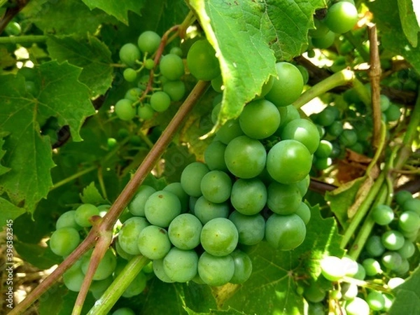 Fototapeta Young grapes in a green background close-up